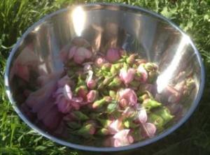 Rosebuds were picked to scent the oil.
